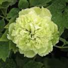 Double-Petaled Green Peony 40 Seeds