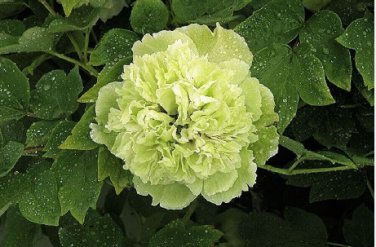 Double-Petaled Green Peony 40 Seeds