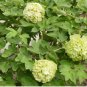 Double-Petaled Green Peony 40 Seeds