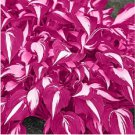 Rare Hosta White Leaves with Thick Red Edges 300 Seeds