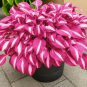 Rare Hosta White Leaves with Thick Red Edges 300 Seeds