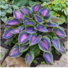 Stunning Hosta Deep Red and Blue-Green Foliage Mix 300 Seeds