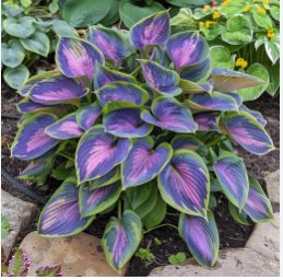 Stunning Hosta Deep Red and Blue-Green Foliage Mix 300 Seeds