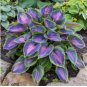 Stunning Hosta Deep Red and Blue-Green Foliage Mix 300 Seeds