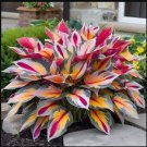 Red and Gold Stripe Pattern - Stunning Garden Addition 300 Seeds