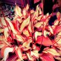 Red and Gold Stripe Pattern - Stunning Garden Addition 300 Seeds