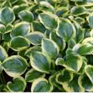 Hosta Variegated Foliage Plant with White, Yellow & Green Striped 300 Seeds