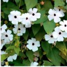 Thunbergia Alata Milky White Flowers with Black Eye 20 Seeds