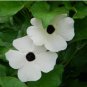 Thunbergia Alata Milky White Flowers with Black Eye 20 Seeds
