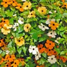 Thunbergia 'Qianxi' Mixed 20 Seeds