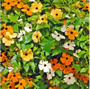 Thunbergia 'Qianxi' Mixed 20 Seeds