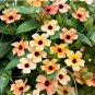 Thunbergia 'Qianxi' Mixed 20 Seeds