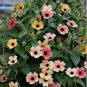 Thunbergia 'Qianxi' Mixed 20 Seeds