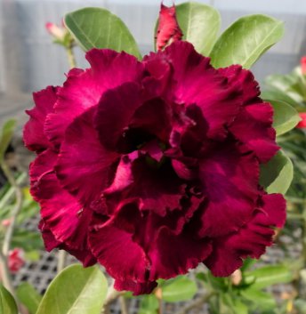 Rare Adenium Desert Rose with Large Red Petals 10 Seeds