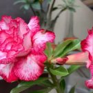 Rare Adenium Desert Rose with Pink Rose 10 Seeds