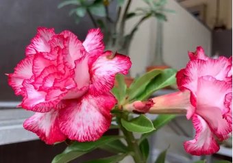 Rare Adenium Desert Rose with Pink Rose 10 Seeds