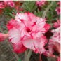 Rare Adenium Desert Rose with Pink Rose 10 Seeds