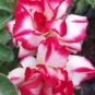 Rare Adenium Desert Rose with Pink Rose 10 Seeds