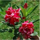 Rare Adenium Desert Rose with Crismon Red with a Hint of White Mottling, 5-Layer 10 Seeds