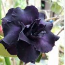 Rare Adenium Desert Rose with Black Petals 100 Seeds