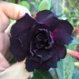 Rare Adenium Desert Rose with Black Petals 100 Seeds