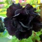 Rare Adenium Desert Rose with Black Petals 100 Seeds