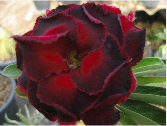 Rare Adenium Desert Rose with Fire Red with Black Thick Edge 10 Seeds