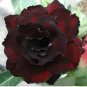 Rare Adenium Desert Rose with Fire Red with Black Thick Edge 10 Seeds