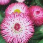 Bellis Perennis Giant Pink & White Bi-colored Flowers 400 Seeds