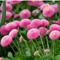 Bellis Perennis Giant Pink & White Bi-colored Flowers 400 Seeds