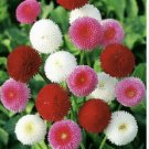 Bellis Perennis Mixed 400 Seeds