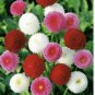 Bellis Perennis Mixed 400 Seeds