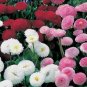 Bellis Perennis Mixed 400 Seeds