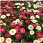 Bellis Perennis Mixed 400 Seeds