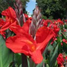 Rare Canna Lily Fresh Red Blooms with Green Leaves 40 Seeds