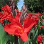 Rare Canna Lily Fresh Red Blooms with Green Leaves 40 Seeds