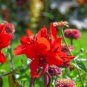 Rare Canna Lily Fresh Red Blooms with Green Leaves 40 Seeds