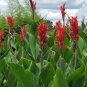 Rare Canna Lily Fresh Red Blooms with Green Leaves 40 Seeds