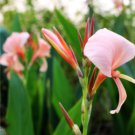 Rare Canna Lily Rose Pink Bloom with Green Leaves 40 Seeds
