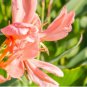 Rare Canna Lily Rose Pink Bloom with Green Leaves 40 Seeds
