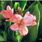 Rare Canna Lily Rose Pink Bloom with Green Leaves 40 Seeds