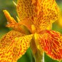 Rare Canna Lily Orange Flowers with Green-Yellow Stripes 40 Seeds