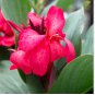 Heirloom Canna Lily Pink & Redish Orange Blooms with Green Leaves 40 Seeds