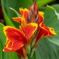 Heirloom Canna Lily Red Flowers with Golden Edge 30 Seeds