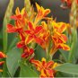 Heirloom Canna Lily Red Flowers with Golden Edge 30 Seeds