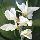 Moonshine Canna Lily Green Leaves and Milky White Flowers 40 Seeds