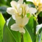 Moonshine Canna Lily Green Leaves and Milky White Flowers 40 Seeds