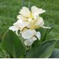 Moonshine Canna Lily Green Leaves and Milky White Flowers 40 Seeds