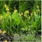 Rare Canna Lily Variegated Light Yellow & Green Leaves and Light Orange Flowers 40 Seeds