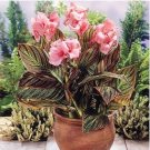 Pink Sunburst Canna Lily 100 Seeds